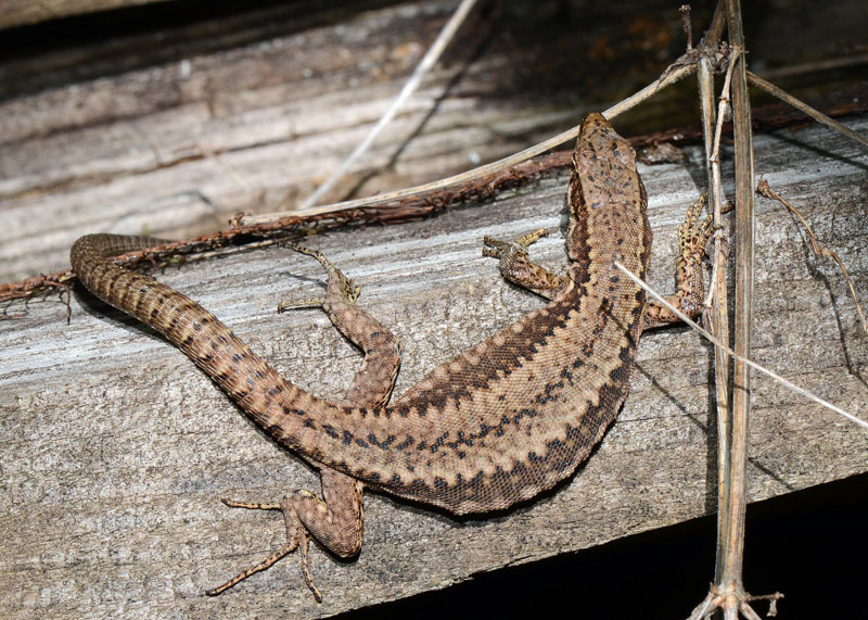 Interazione tra lucertole Podarcis muralis